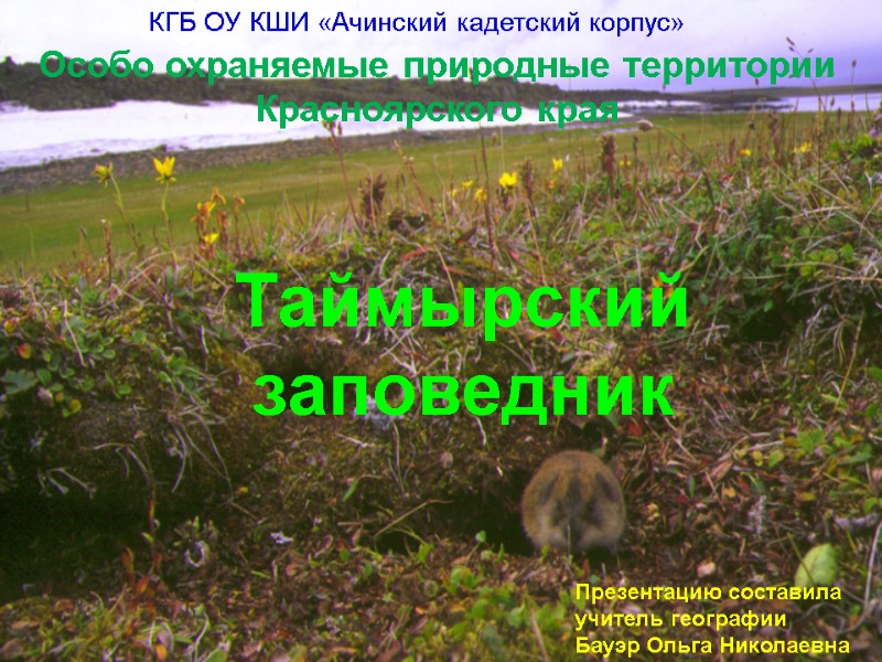 Особо охраняемые природные территории Красноярского края Таймырский заповедник Презентацию составила учитель географии  Бауэр